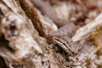 Portrait of a grass snake. Natrix natrix. A ringed snake crawls up a tree stump. Wildlife scene with a water snake.