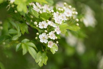 Beautifully blooming hawthorn branch. Crataegus laevigata, known as the Midland hawthorn, English hawthorn, woodland hawthorn  is a species of hawthorn native to western and central Europe