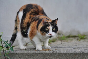 Closeup portrait of a colorful domestic cat. 