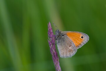 A Butterfly Small heath (Coenonympha pamphilus) sits on a grass blade. Closeup portrait of a small orange butterfly 
