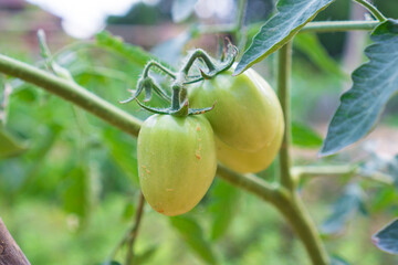 Close-up of unripe green tomatoes growing on a vine in a garden. The fresh produce is surrounded by vibrant green leaves, showcasing natural agricultural growth and organic farming.