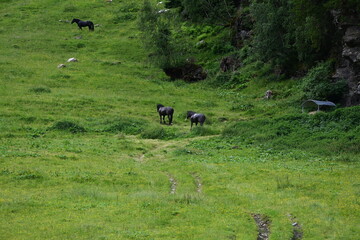 Glückliche Pferde. Noriker Hengste galoppieren über eine sommerliche Almweide