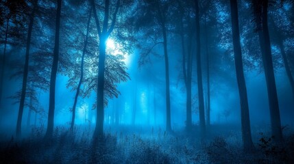 Fototapeta premium Mysterious Pathway Through a Forest at Night