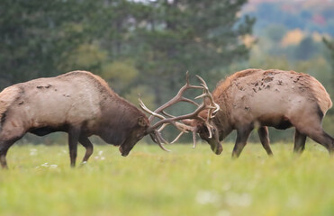Elk Bulls Battling Fall Rut Lock Antlers Horns 