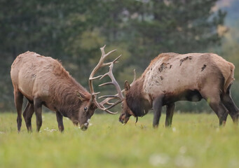 Elk Bulls Battling Fall Rut Lock Antlers Horns 