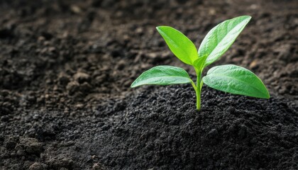 Naklejka premium A young green sprout emerging from rich dark soil.