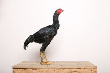 A black rooster stands proudly on a wooden table with a white background