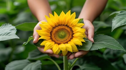 Capture the essence of a vibrant sunflower held by a smiling person, radiating gratitude, joy, and thoughtful simplicity through a close-up view of nature's beauty, capturing the bright yellow petals