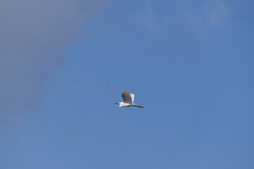 Little egret flying in the blue sky, closeup of photo