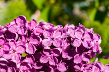 Lilac flowers, spring flower background, spring lilac flowers blooming in the spring garden