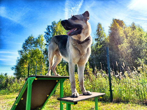 A German Shepherd confidently stands on training equipment in a sunny park during the day, surrounded by lush greenery and blue skies - Powered by Adobe