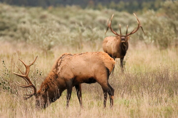 Beautiful Elk Bull Flehmen Response Bugle Haunting Melody Rut Action 7x7 8x7 8x8