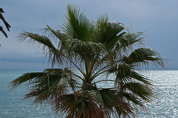 Fototapeta premium Palm tree on the background of the sea and sky with clouds