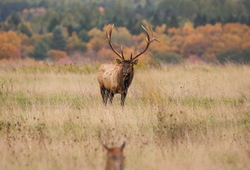 Regal Majestic Elk Bull Powerful Pose Benezette PA Pennsylvania 7x7 8x7 8x8 Rut
