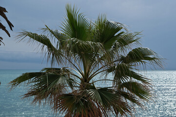 Obraz premium Palm tree on the background of the sea and sky with clouds