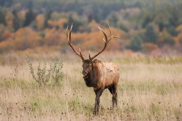 Regal Majestic Elk Bull Powerful Pose Benezette PA Pennsylvania 7x7 8x7 8x8 Rut