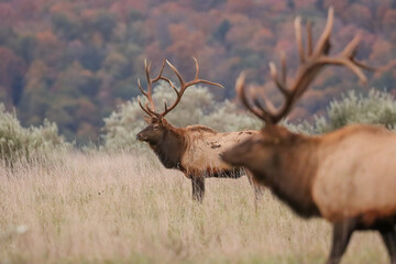 Gorgeous Massive Duo Elk Bulls Resting Peaceful Karthaus Benezette PA Wilds 7x7 8x7 8x8