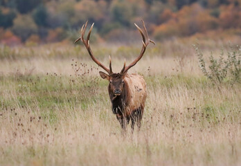 Regal Majestic Elk Bull Powerful Pose Benezette PA Pennsylvania 7x7 8x7 8x8 Rut