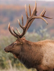 Beautiful Majestic Regal Elk Bull Autumn Rut Glory 7x7 8x7 8x8 