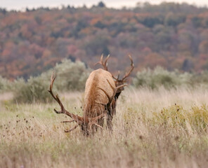Regal Majestic Elk Bull Powerful Pose Benezette PA Pennsylvania 7x7 8x7 8x8 Rut
