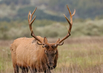 Regal Majestic Elk Bull Powerful Pose Benezette PA Pennsylvania 7x7 8x7 8x8 Rut