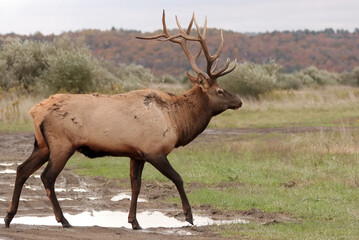 Regal Majestic Elk Bull Powerful Pose Benezette PA Pennsylvania 7x7 8x7 8x8 Rut