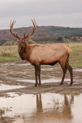Regal Majestic Elk Bull Powerful Pose Benezette PA Pennsylvania 7x7 8x7 8x8 Rut