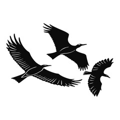 Obraz premium flying birds silhouette