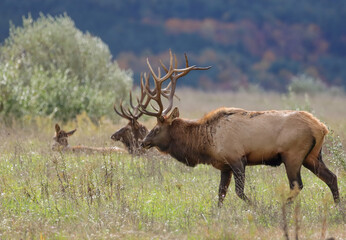 Massive Elk Bull Karthaus Benezette PA Wilds 