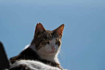 cat with green eyes on a background of blue sea.