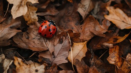 Ladybug Amongst Autumn Leaves