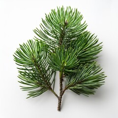 pine tree leaves isolated on white background