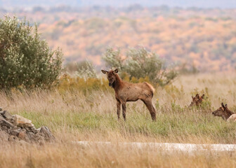 Adorable little Elk Calf 