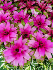Obraz premium Flower background with beautiful green leaves