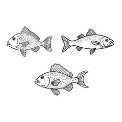 Fototapeta premium Cod fish set line art vector.