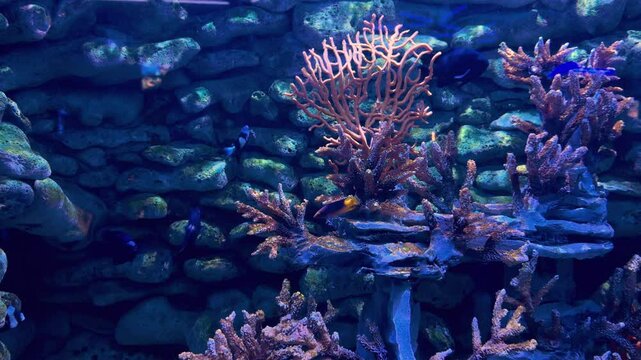 peces entre los corales 