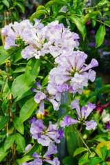 Flower background with beautiful green leaves