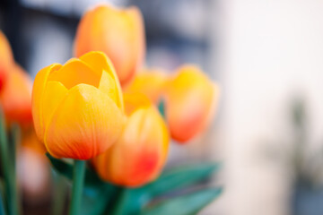 Realistic orange tulips. Close up