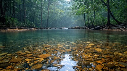 Tranquil river flows through a dense rainforest with clear waters revealing stones
