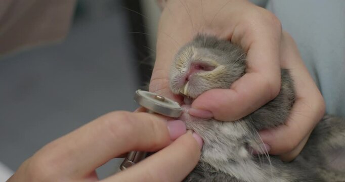 A close-up of a veterinarian trimming a rabbit's teeth using a special dental instrument. The procedure highlights the importance of oral hygiene and health care for rodents.