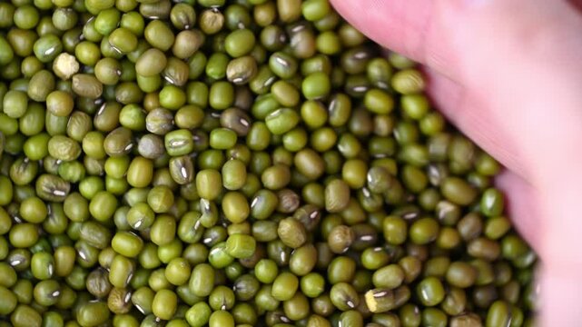 The mung bean or green gram, close-up. Vigna radiata. the legume family.