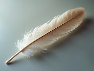 Obraz premium feather on a black background
