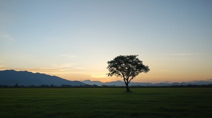 Obraz premium Solitary tree silhouetted against sunset over rice paddy and mountains.