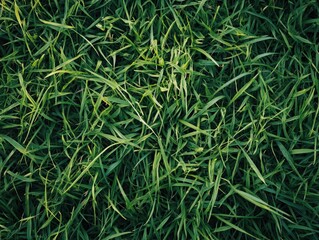 Freshly cut lawn in summer, with tall blades of green grass.