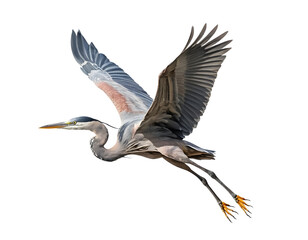 Graceful Great Blue Heron in Flight Against Transparent Background