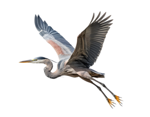 Graceful Great Blue Heron in Flight Against Transparent Background