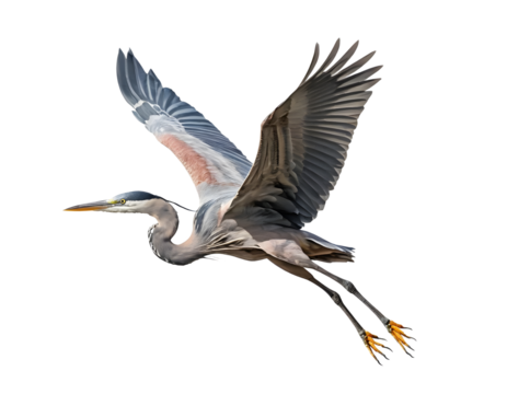 Graceful Great Blue Heron in Flight Against Transparent Background