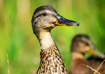 Close-up of the head and neck of a female mallard duck. A young mallard looks curiously, turning its head to the right. In the background is the head of another duck.