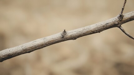 Close-up of a dry, light brown tree branch with small twigs and a blurred natural background.