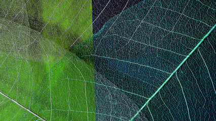leaf texture close-up. skeleton leaf closeup